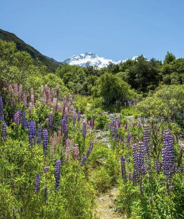 Framed Print : Walking path through lupines, purple multifoliate lupines (Lupinus polyphyllus)