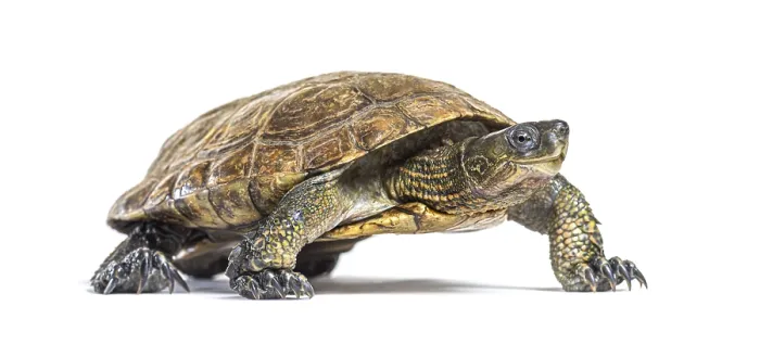 Framed Print : Walking Spanish pond turtle, Mauremys leprosa