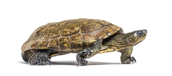 Framed Print : Walking Spanish pond turtle, Mauremys leprosa Framed Print : Walking Spanish pond turtle, Mauremys leprosa