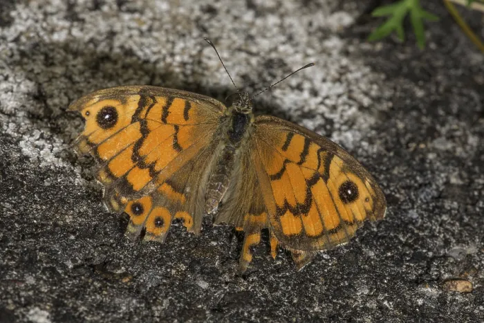 Framed Print : Wall brown (Lasiommata megera)