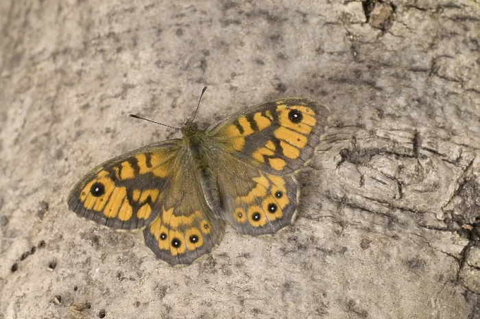 Framed Print : Wall Brown (Lasiommata megera)