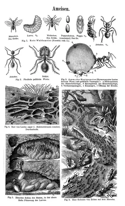 Framed Print : Wall chart, Ants, an illustration from Meyers Konversations-Lexikon Framed Print : Wall chart, Ants, an illustration from Meyers Konversations-Lexikon