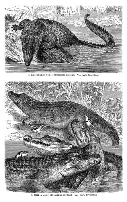 Framed Print : Wall chart, crocodiles I, illustration from Meyers Encyclopaedia Framed Print : Wall chart, crocodiles I, illustration from Meyers Encyclopaedia