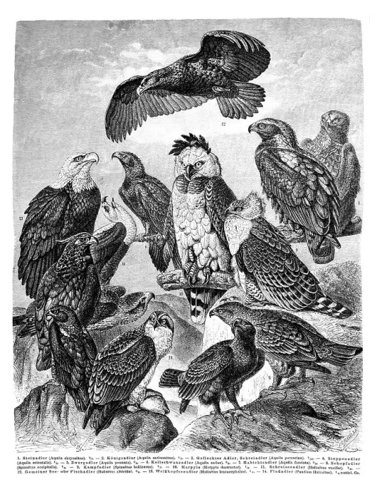 Framed Print : Wall chart, Eagles, an illustration from Meyers Konversations-Lexikon Framed Print : Wall chart, Eagles, an illustration from Meyers Konversations-Lexikon
