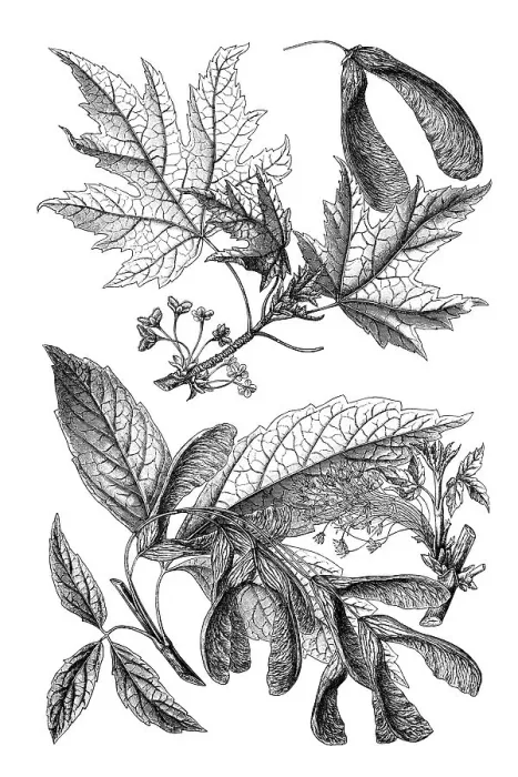 Framed Print : Wall chart, Maple II, an illustration from Meyers Konversations-Lexikon