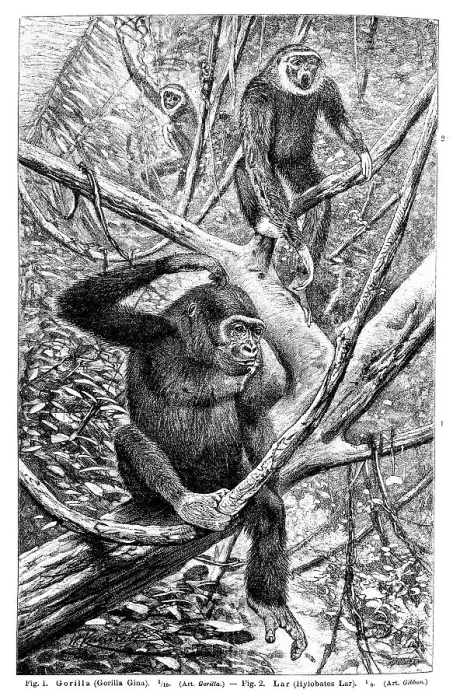 Framed Print : Wall chart, Monkeys II, an illustration from Meyers Konversations-Lexikon Framed Print : Wall chart, Monkeys II, an illustration from Meyers Konversations-Lexikon