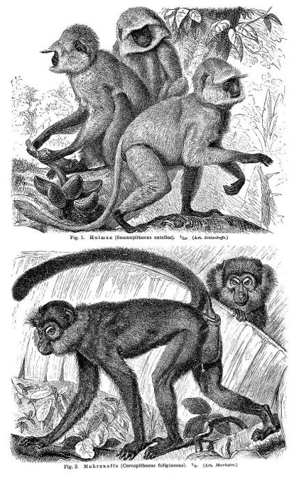Framed Print : Wall chart, Monkeys III, an illustration from Meyers Konversations-Lexikon