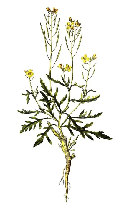 Framed Print : Wall double seed, Diplotaxis muralis