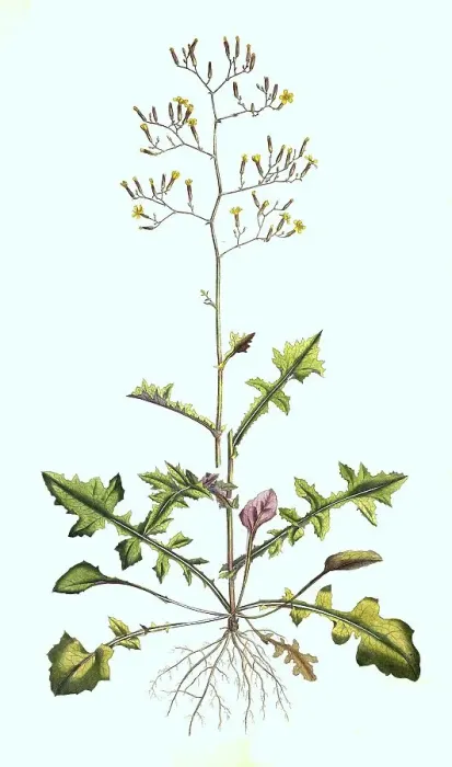 Framed Print : Wall lettuce, Mycelis muralis, Syn Lactua muralis