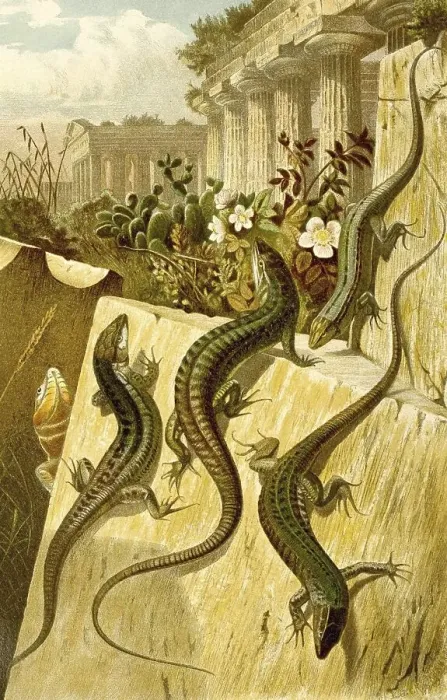 Framed Print : Wall lizard, Podarcis murali, family of the true lizards