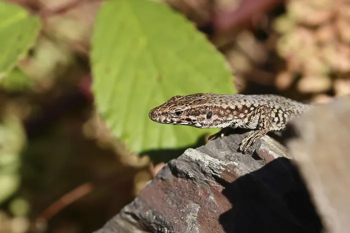 Framed Print : Wall lizard (Podarcis muralis) Framed Print : Wall lizard (Podarcis muralis)