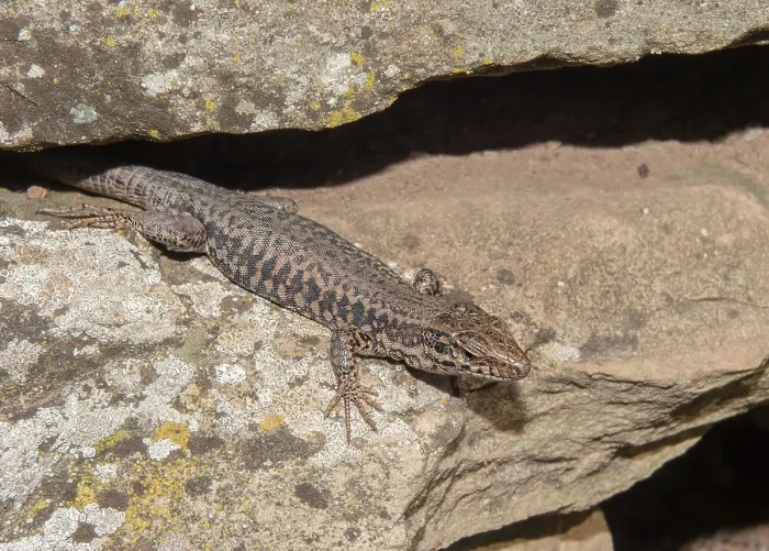 Framed Print : Wall lizard Podarcis muralis' Wall lizard Podarcis muralis
