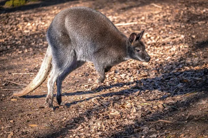 Framed Print : Wallaby kangaroo (Macropodidae) in its natural environment Framed Print : Wallaby kangaroo (Macropodidae) in its natural environment