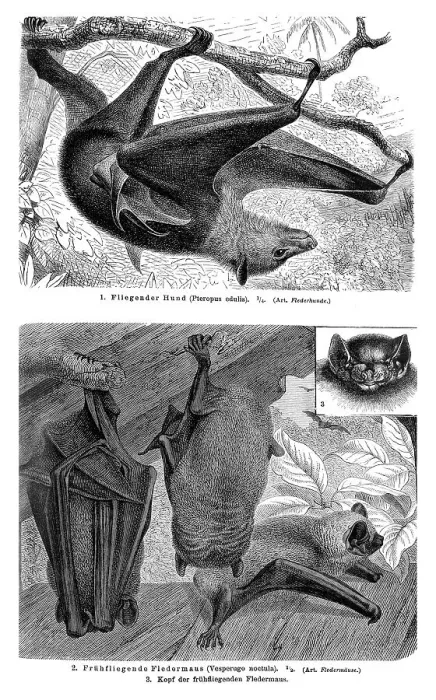 Framed Print : Wallchart with bats, illustration from Meyers Konversationslexikon