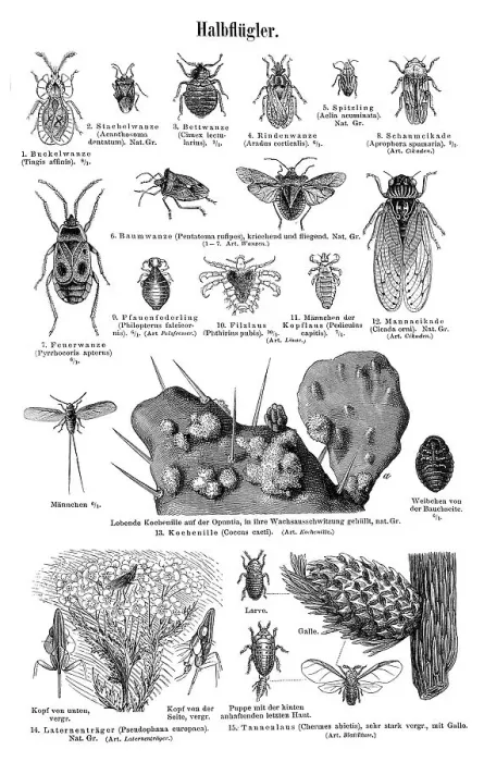 Framed Print : Wallchart with hemiptera or true bugs