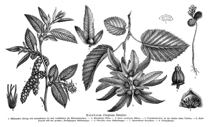Framed Print : Wallchart of a Hornbeam, illustration Framed Print : Wallchart of a Hornbeam, illustration