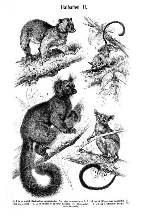 Framed Print : Wallchart with prosimians, illustration from Meyers Konversationslexikon