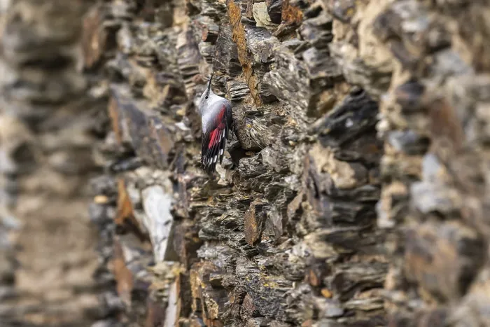 Framed Print : Wallcreeper (Tichodroma muraria) foraging on a wall