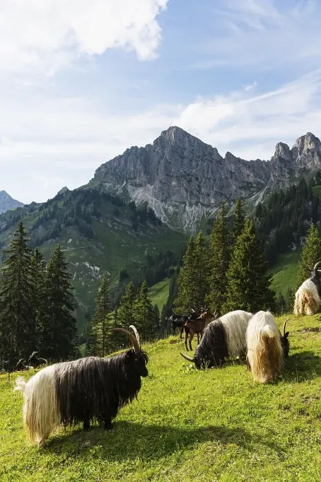 Framed Print : Walliser black-necked goats, Tannheimer Tal