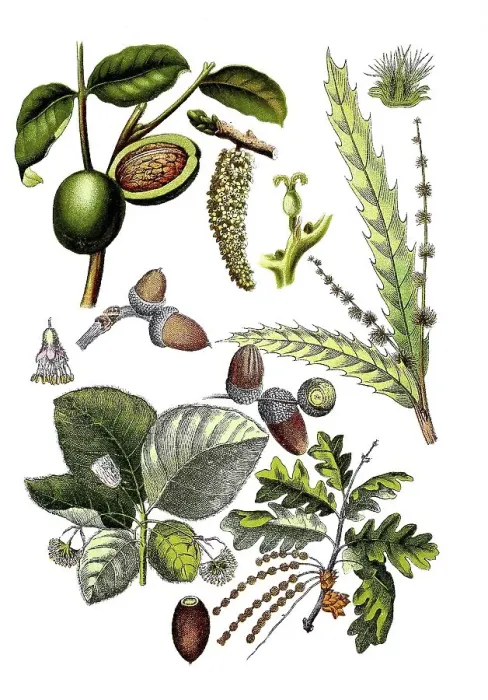 Framed Print : Walnut, Juglans regia (top left and centre) Framed Print : Walnut, Juglans regia (top left and centre)