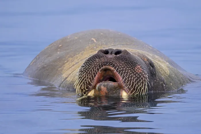 Framed Print : Walrus (Odobenus rosmarus)