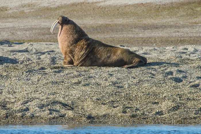 Framed Print : Walrus (Odobenus rosmarus), lies on gravel bank