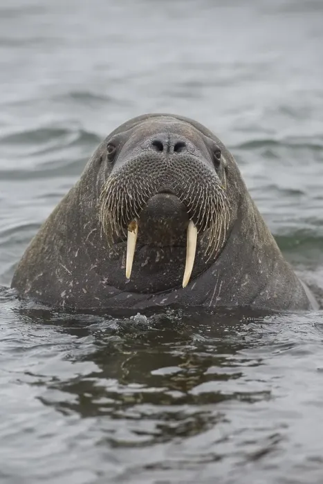 Framed Print : Walrus (Odobenus rosmarus), Phippsoya Framed Print : Walrus (Odobenus rosmarus), Phippsoya