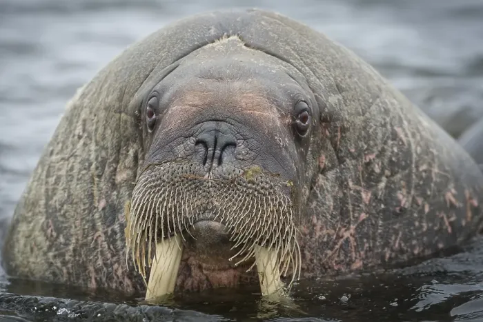 Framed Print : Walrus (Odobenus rosmarus), Phippsoya Framed Print : Walrus (Odobenus rosmarus), Phippsoya