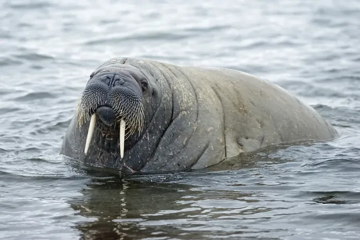 Framed Print : Walrus (Odobenus rosmarus), Phippsoya Framed Print : Walrus (Odobenus rosmarus), Phippsoya
