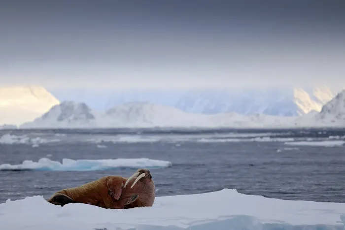 Framed Print : Walrus, Odobenus rosmarus, stick out from blue water on white ice with snow
