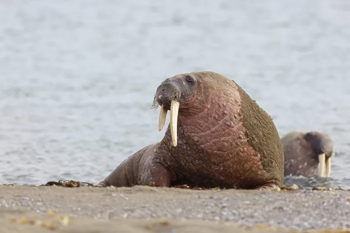 Framed Print : Walrus, (Odobenus rosmarus), (Trichechus rosmarus)