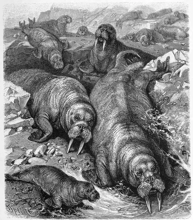 Framed Print : Walrus (Odobenus rosmarus), Trichechus rosmarus or Rosmarus arcticus Framed Print : Walrus (Odobenus rosmarus), Trichechus rosmarus or Rosmarus arcticus