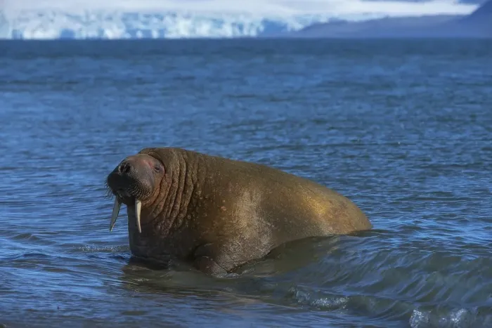 Framed Print : Walrus (Odobenus rosmarus) in water