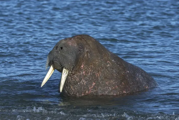 Framed Print : Walrus (Odobenus rosmarus) in water