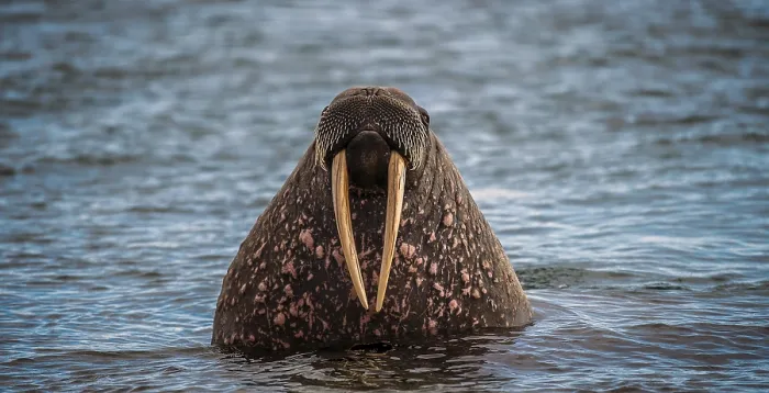 Framed Print : Walrus (Odobenus rosmarus) in water