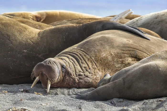 Framed Print : Walrus resting in a group of walruses on Prins Karls Forland