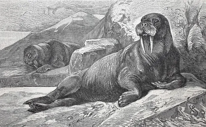 Framed Print : Walrus, Trichechus rosmarus, digitally restored reproduction of an original from the 19th century