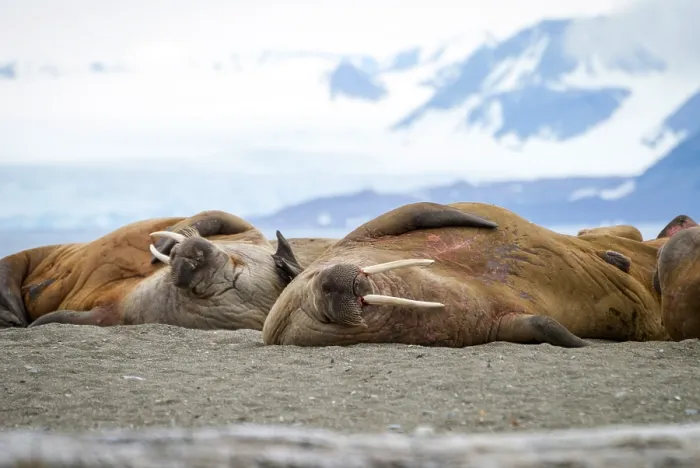 Framed Print : Walruses lying on the shore in Svalbard, Arctic