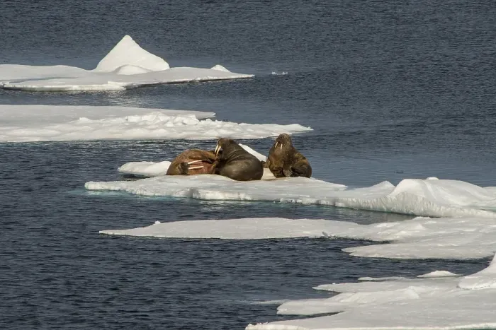Framed Print : Three walruses (Odobenus rosmarus) on an ice shelf