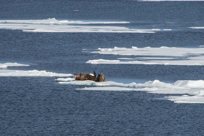 Framed Print : Three walruses (Odobenus rosmarus) on an ice shelf Framed Print : Three walruses (Odobenus rosmarus) on an ice shelf