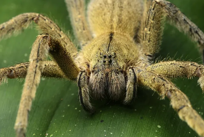Framed Print : Wandering spider (Ctenidae), with type-specific eyes