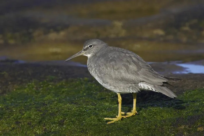 Framed Print : Wandering Tattler (Tringa incana) Framed Print : Wandering Tattler (Tringa incana)