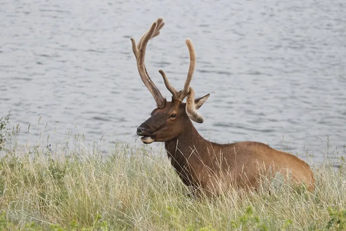 Framed Print : Wapiti deer in velvet with bent antlers