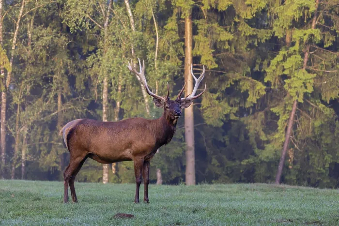 Framed Print : One Wapiti stag, Cervus canadensis Framed Print : One Wapiti stag, Cervus canadensis