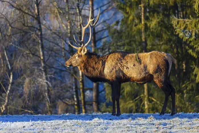 Framed Print : One Wapiti stag, Cervus canadensis