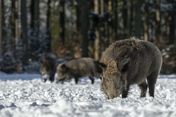 Framed Print : The warming winter sun attracts some wild boars (Sus scrofa) to a snow-covered forest meadow