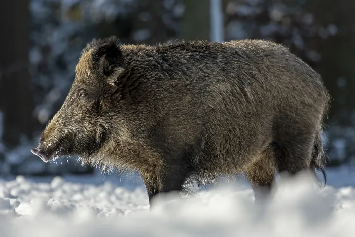 Framed Print : The warming winter sun makes the wild boar (Sus scrofa) tired Framed Print : The warming winter sun makes the wild boar (Sus scrofa) tired