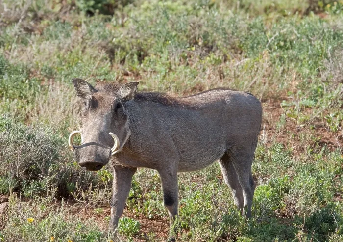 Framed Print : Warthog in the Addo Elephant National Park Framed Print : Warthog in the Addo Elephant National Park