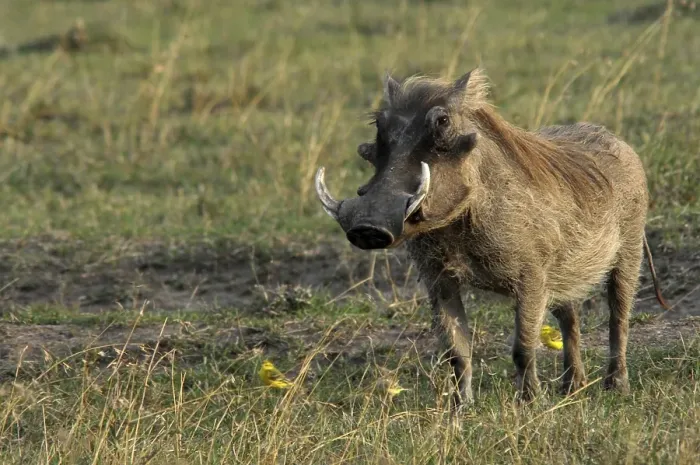 Framed Print : Warthog (Phacochoerus aethiopicus) sweetwater game reserve Framed Print : Warthog (Phacochoerus aethiopicus) sweetwater game reserve
