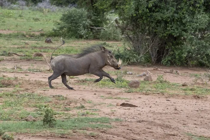 Framed Print : Warthog (Phacochoerus africanus)